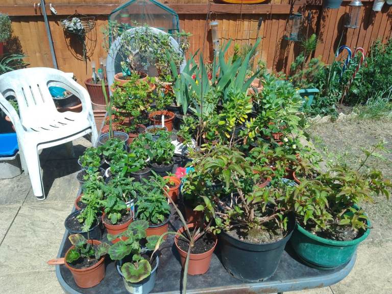 Large quantity of garden plants for sale most £1 each