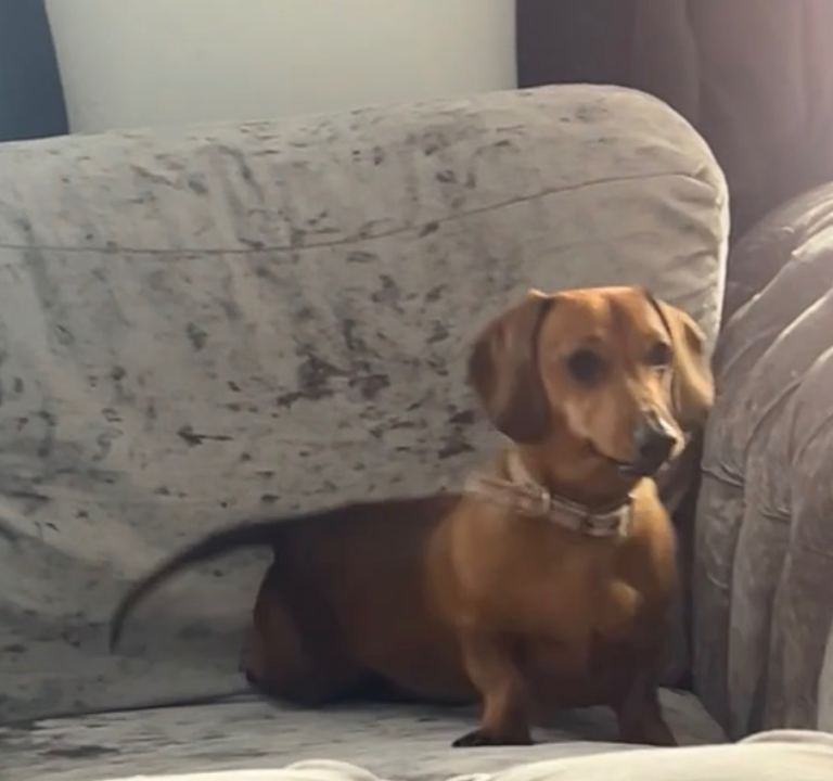 Smooth Haired Miniature Dachshund