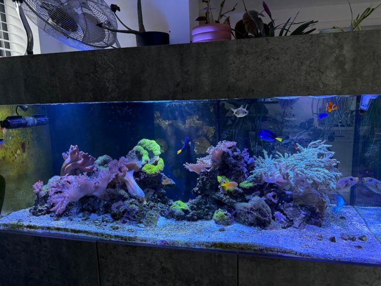 Marine fish tank