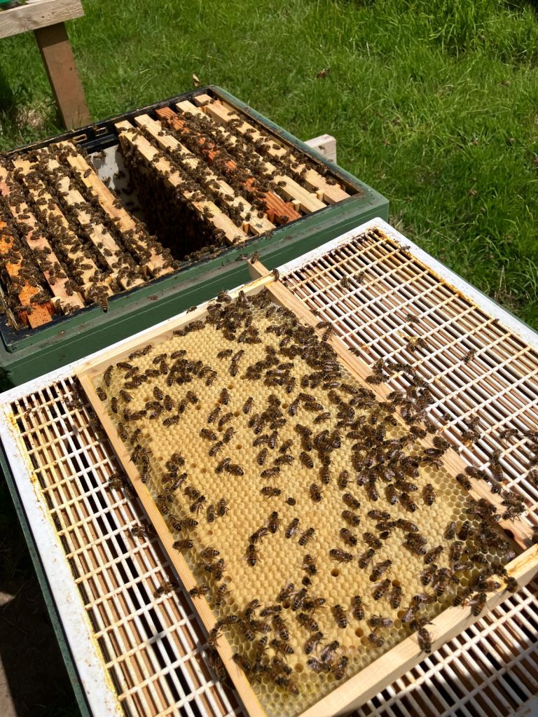 6 Frame Overwintered Langstroth Nuc Spring 2026