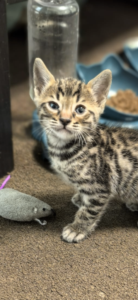 8 weeks old boy bengal kitten 