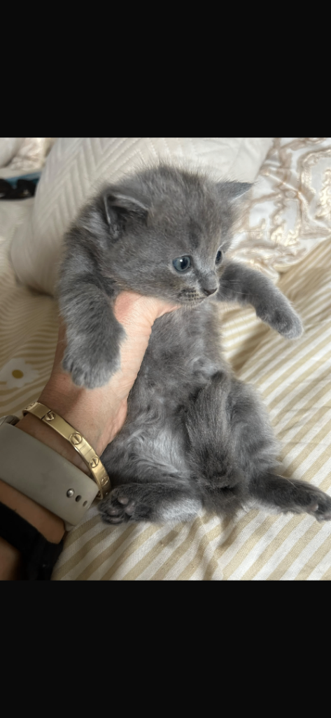 Fluffy fluffy cute kittens 