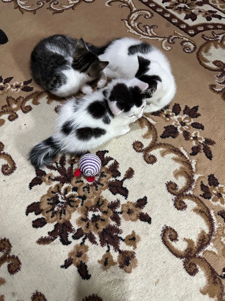 kittens for sale