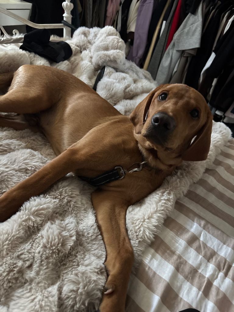 Red fox lab 7month old 