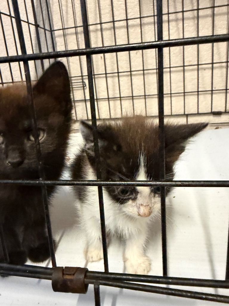 Kittens last 3 available willing to reduce price 
