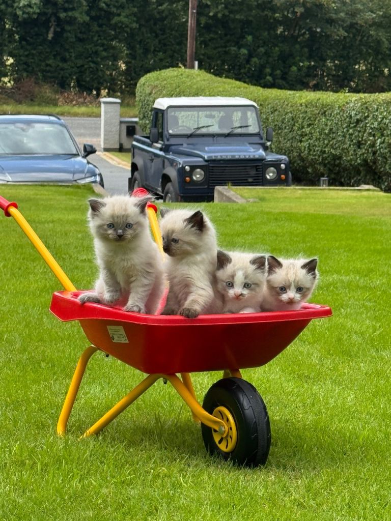 Purebred Ragdoll Kittens