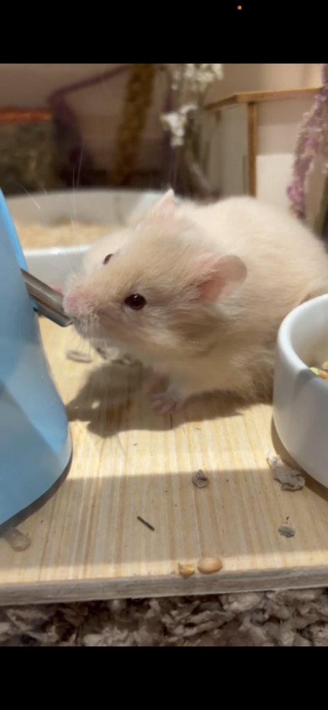 Albino white teddy bear hamster 