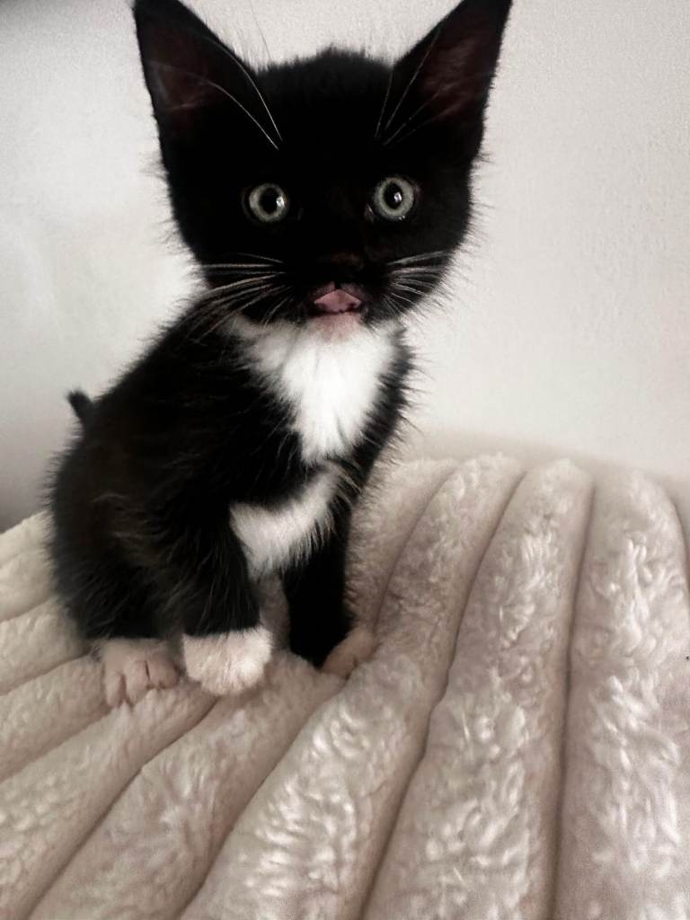Lovely Kitten Ready for a New Home 