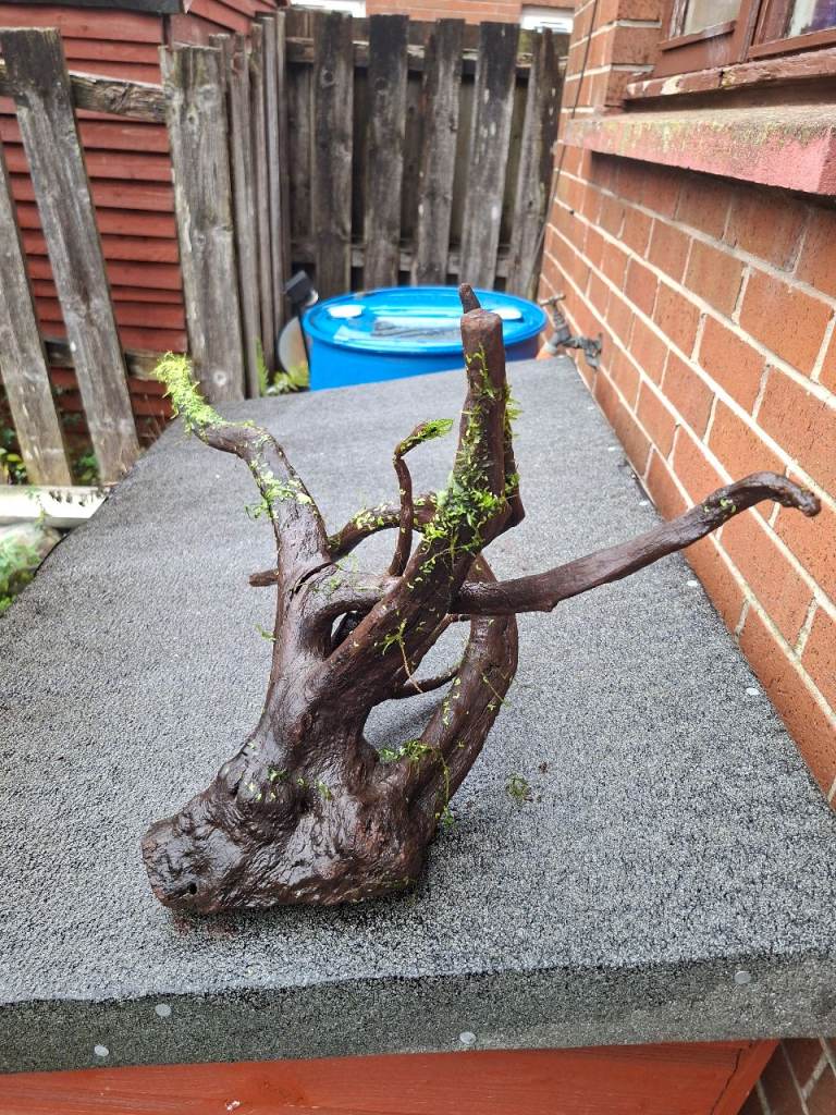 Bogwood and Plants, £50.00 for Sale in East End, Glasgow | Gumtree