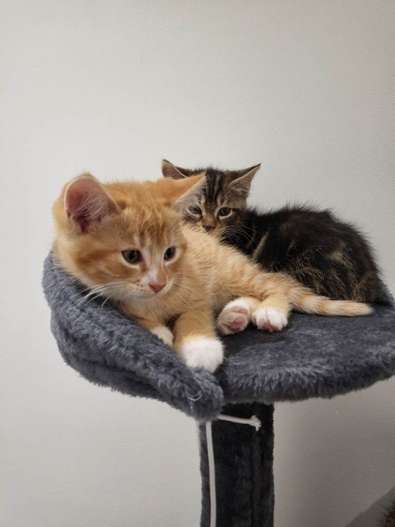 Lovely kittens for sale 