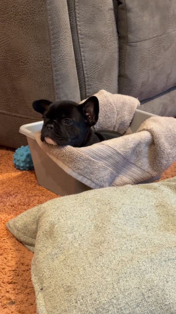 Male, French Bulldog🤎
