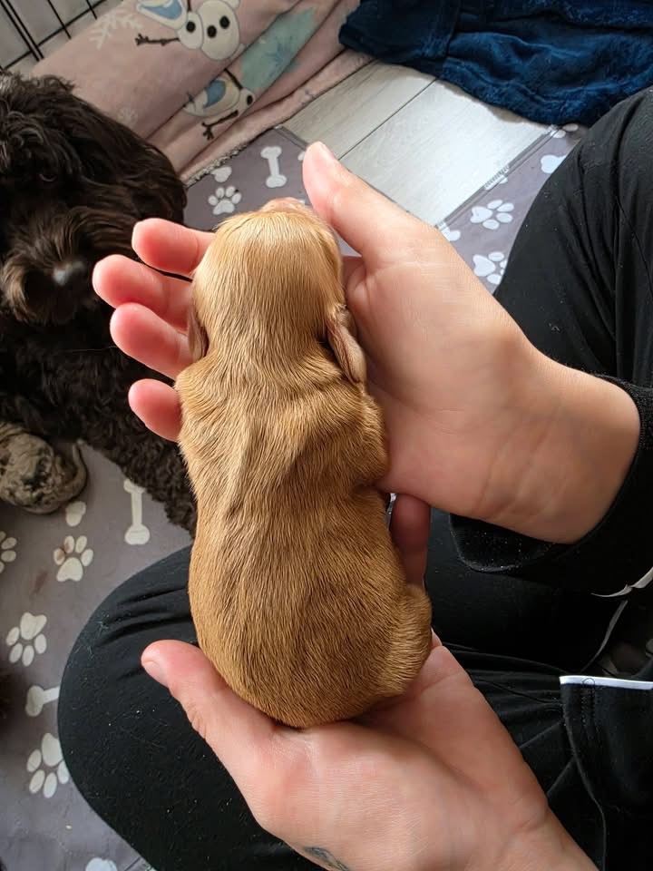 Cockapoo