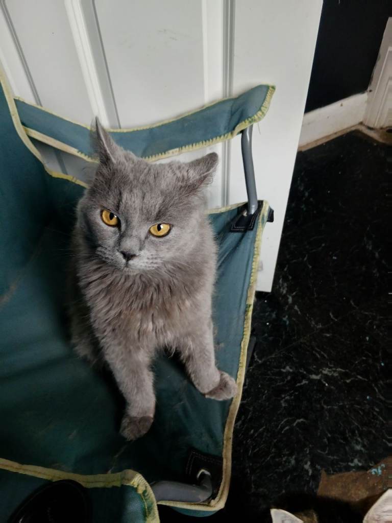 Maine coon 9 months old 