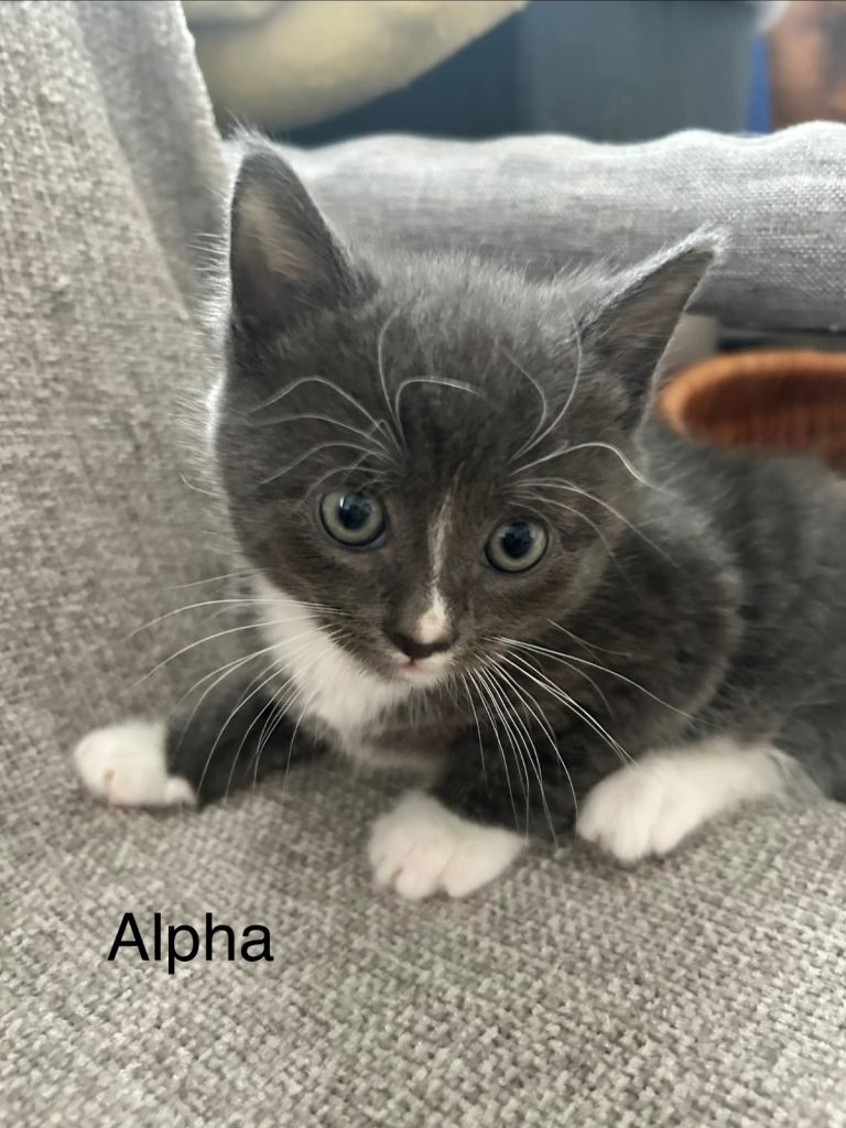 Beautiful boys for sale