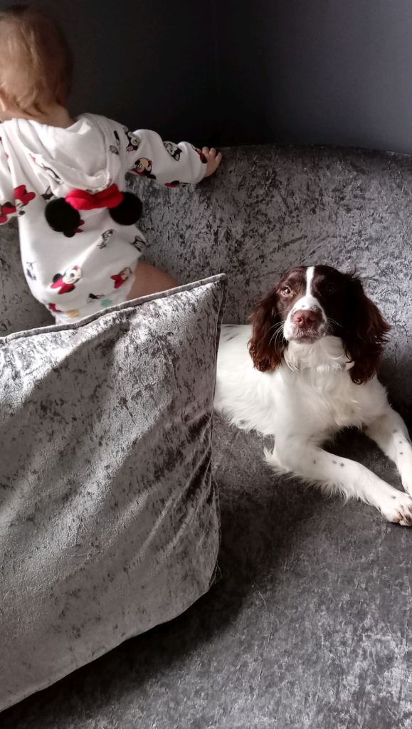 English springer spaniel 