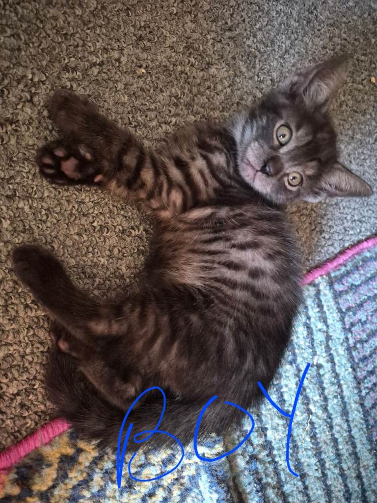 Kittens 