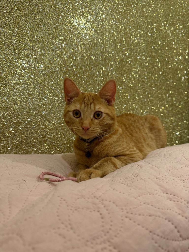 Kittens & Adult Cats Available – Vaccinated & Microchipped – Ready Now