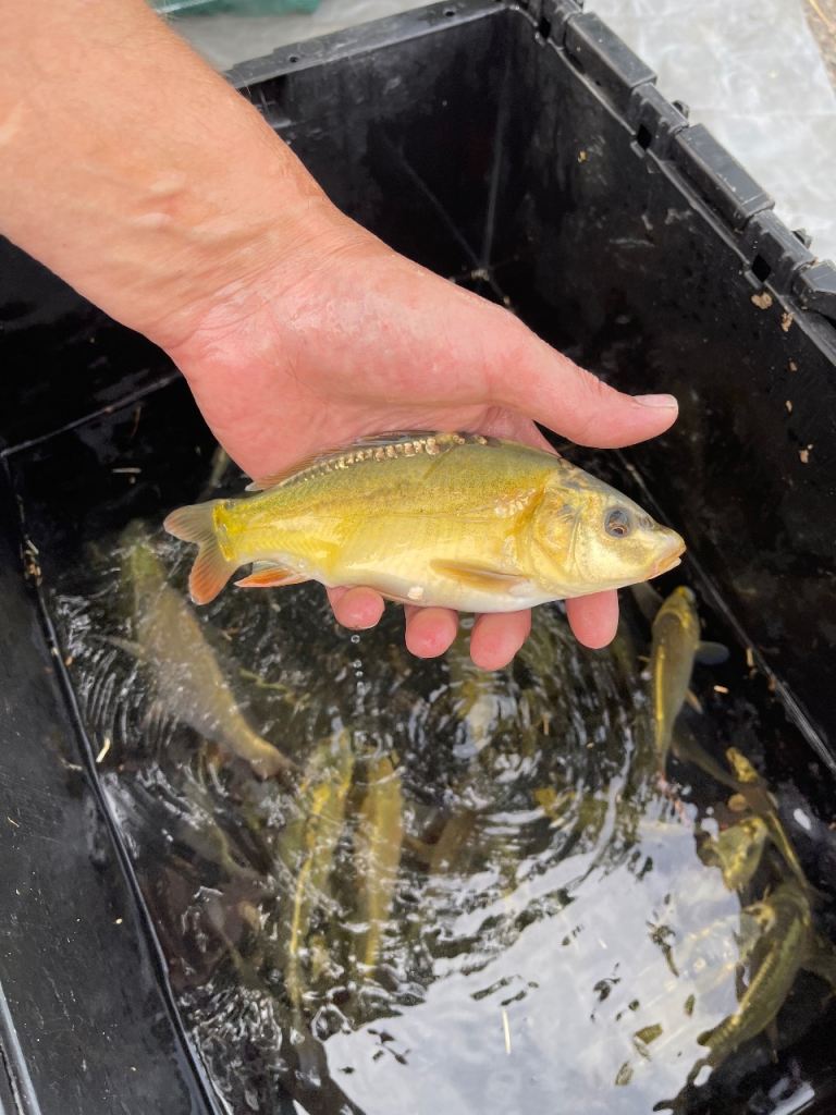 Young Carp Fish 3 - 6 inches 