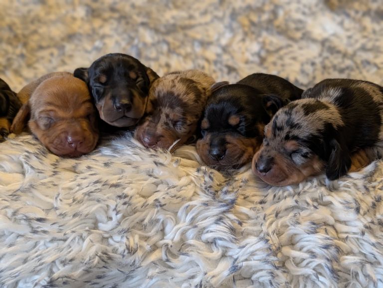 Standard dachshund puppies
