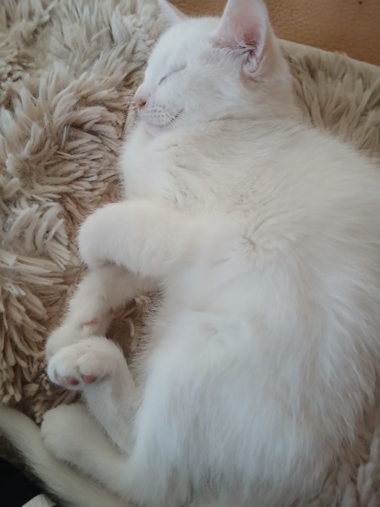 Pure white kitten for sale / Girl