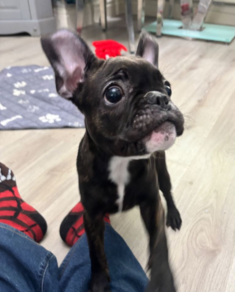 Beautiful French bulldog puppy for sale 1 girl £900
