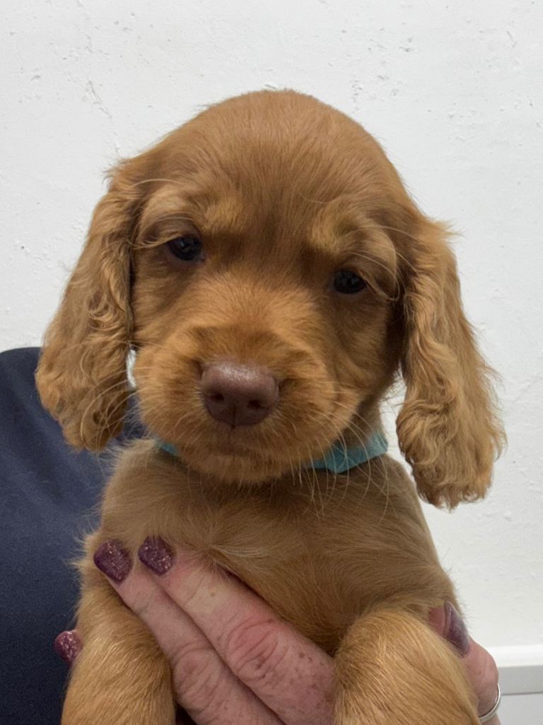 KC, Hereditary Clear - RED Cocker Spaniel Pups