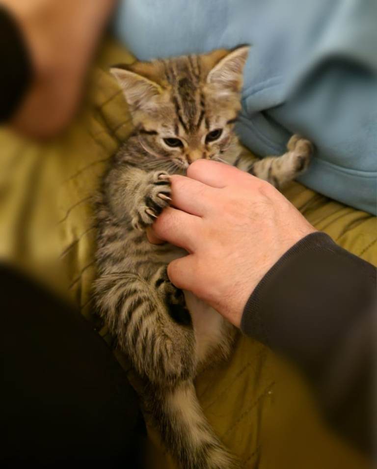 Adorable kittens in London(SE18)😻❤️😻