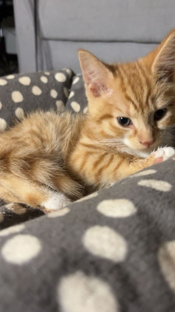 X2 Ginger kittens - Ready to leave!