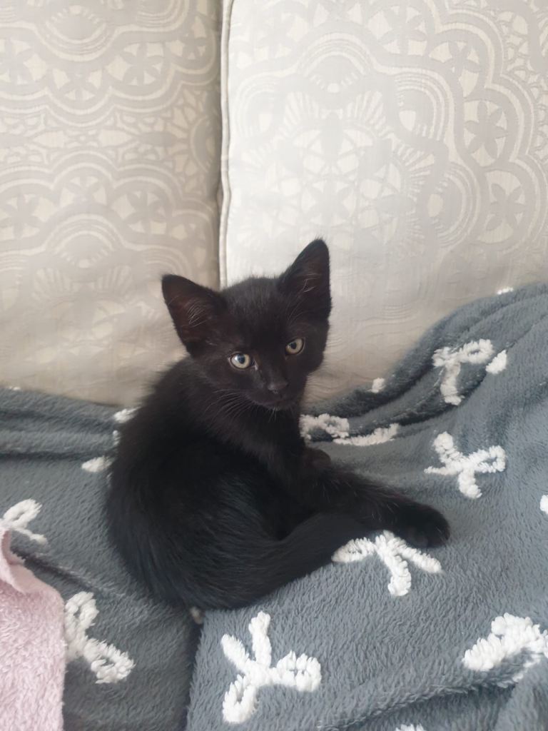 Kitten for sale