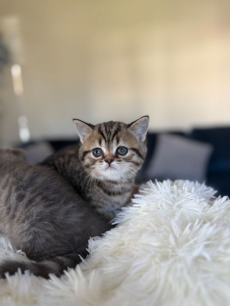 Beautiful kittens available 