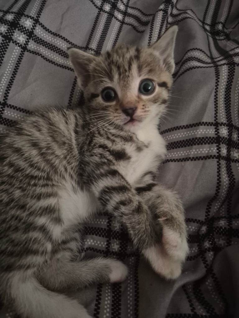 Kittens for sale 