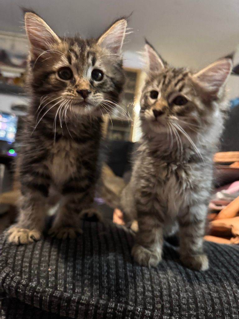 6 Gorgeous Maine Coon Cross Kittens Ready Now!
