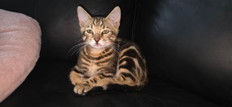  Bengal Marble kitten boy available now.