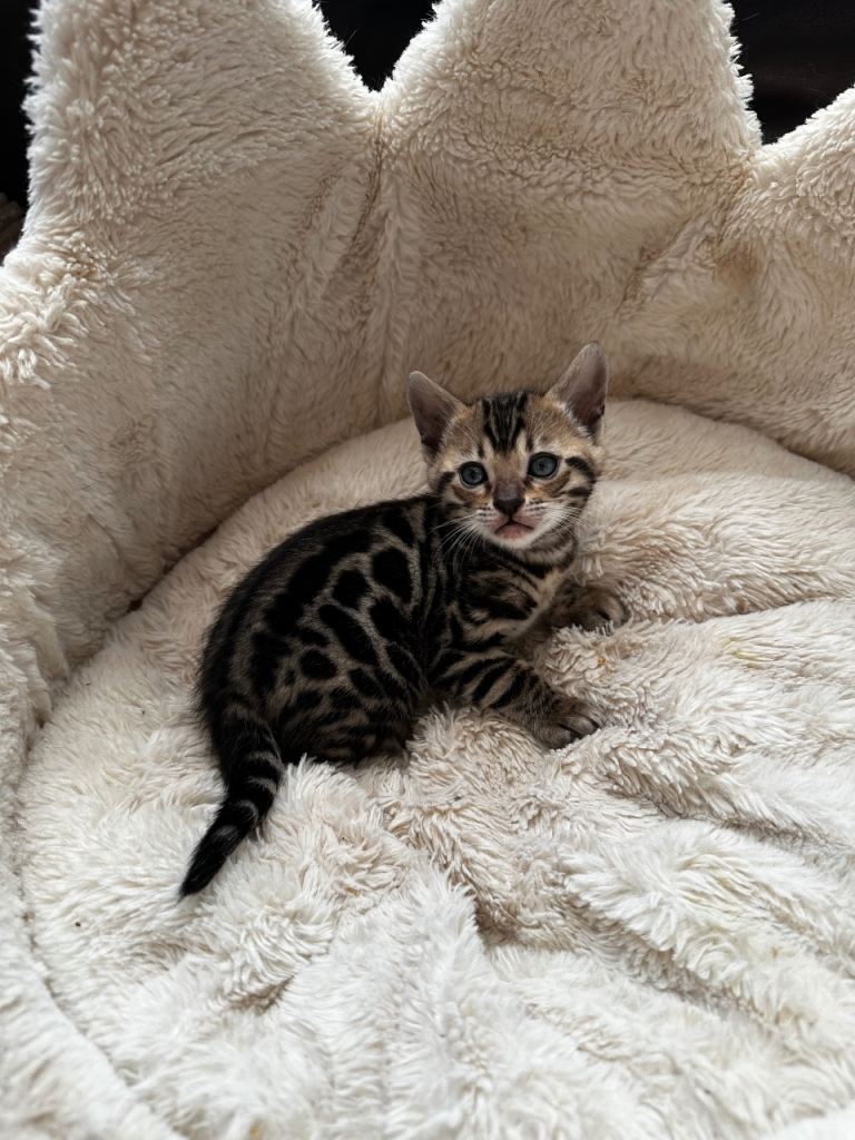 TICA Bengal kittens available. 