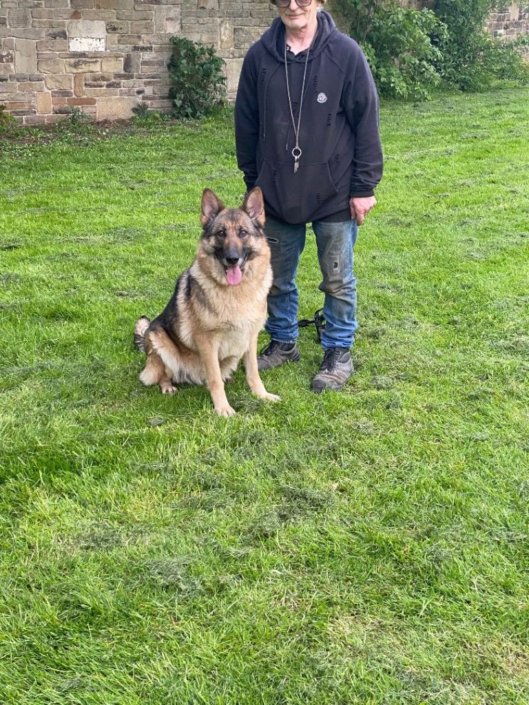 German shepherd puppies 