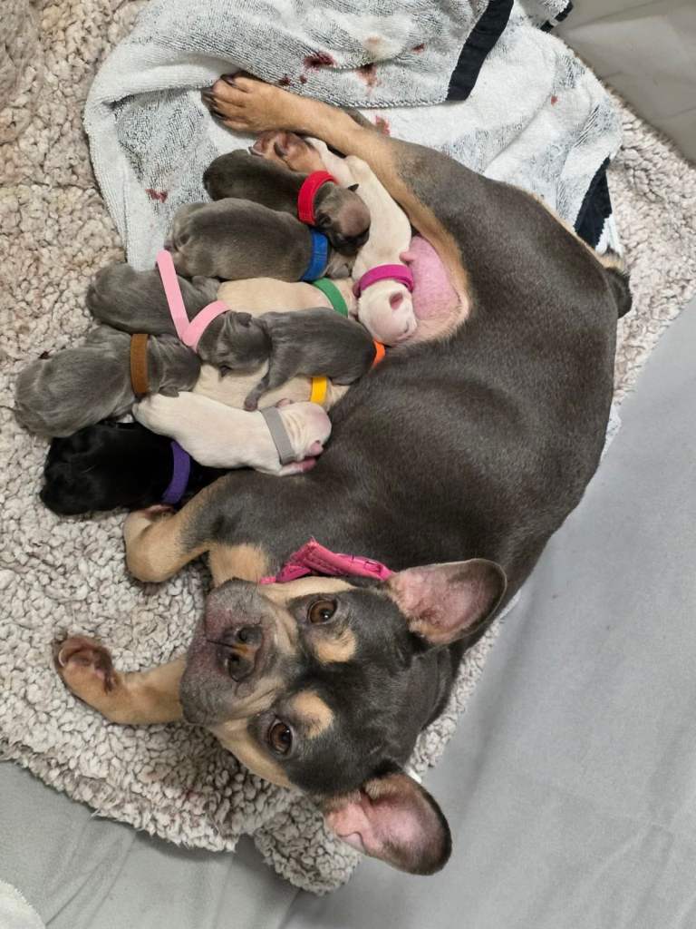 Kc registered French bulldog puppies