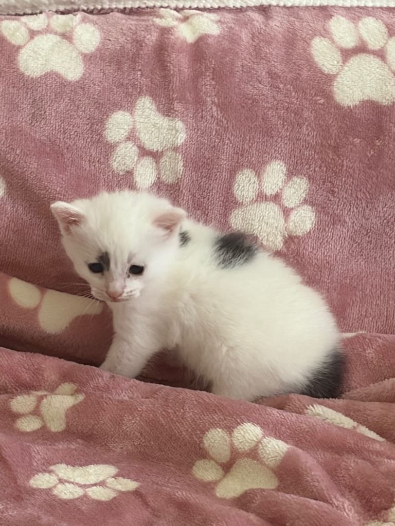 Beautiful Kittens