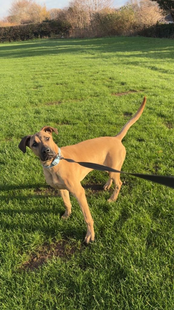 Ultimate Pincher Puppy