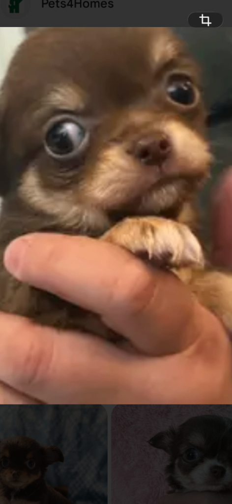 Apple head chihuahua 