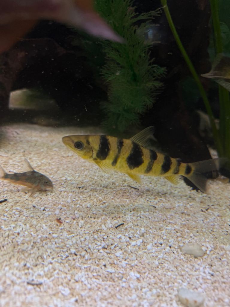 Leporinus x2