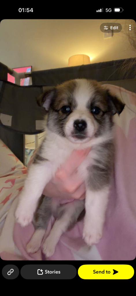 Pup 