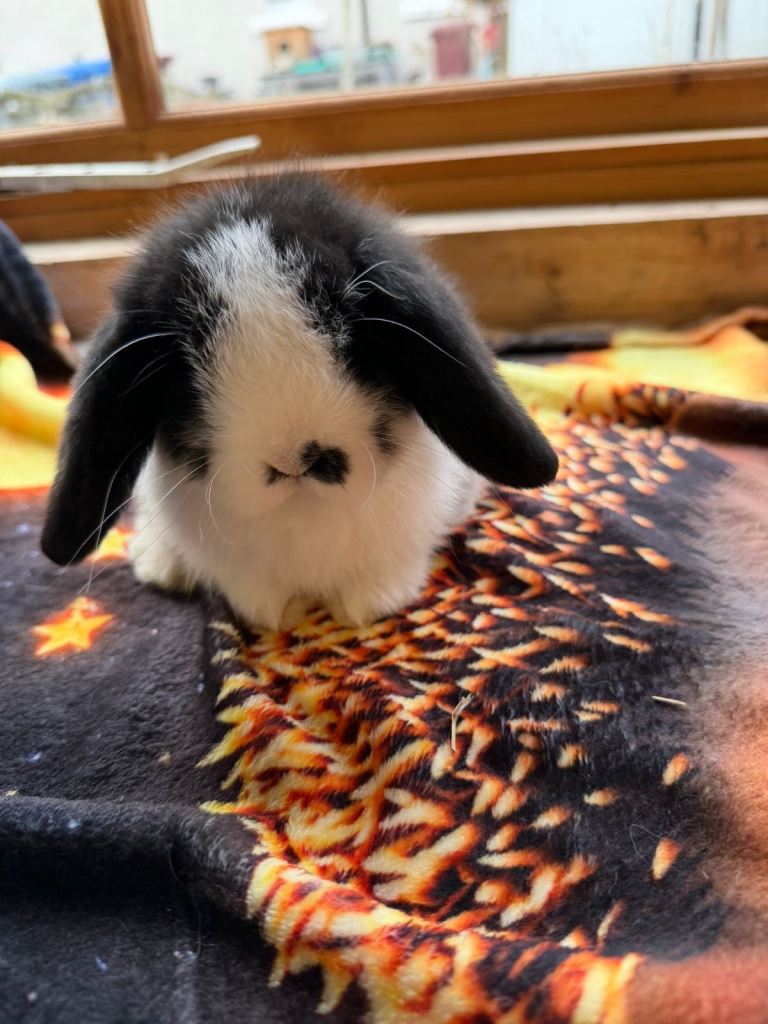 Mini lop buck