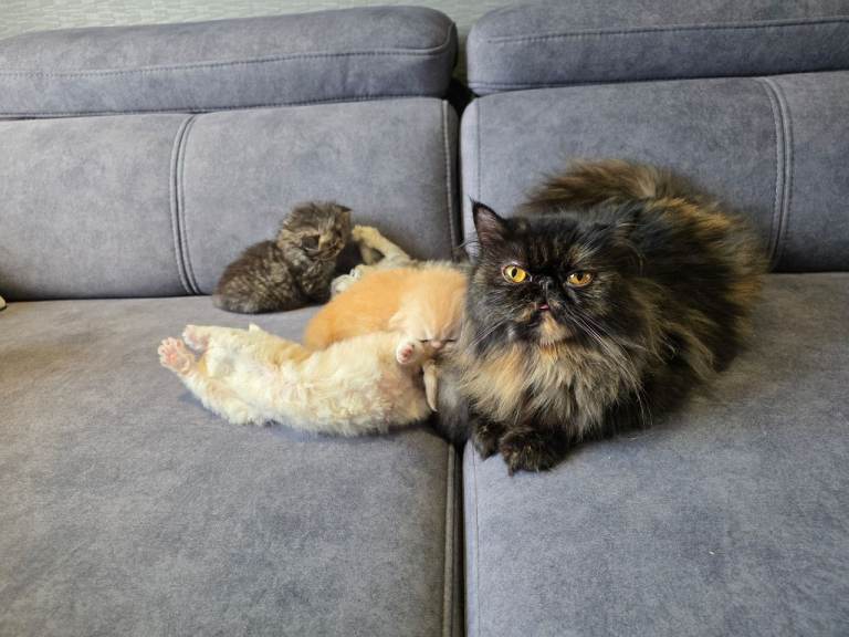 6 Stunning Persian Kittens