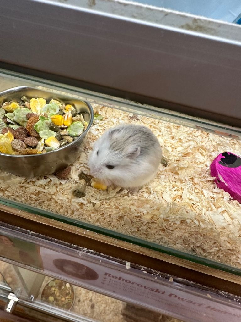 Russian dwarf hamster 