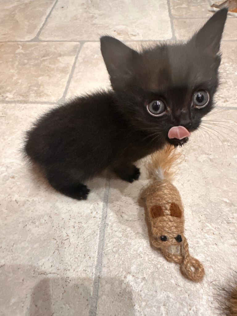 Kittens 