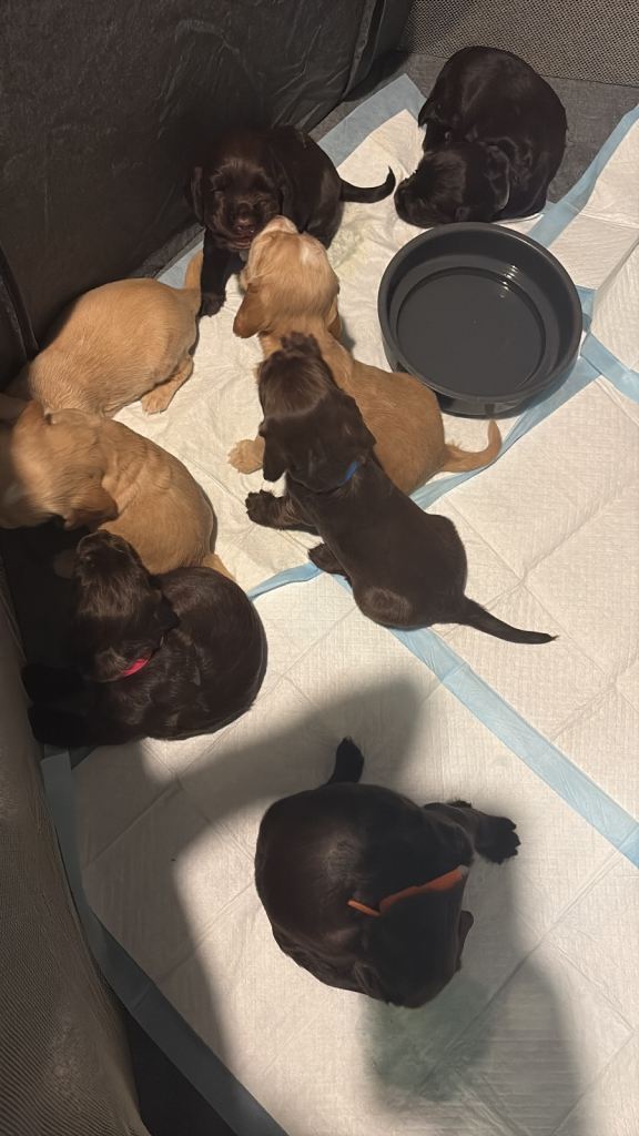 cocker spaniel pups 