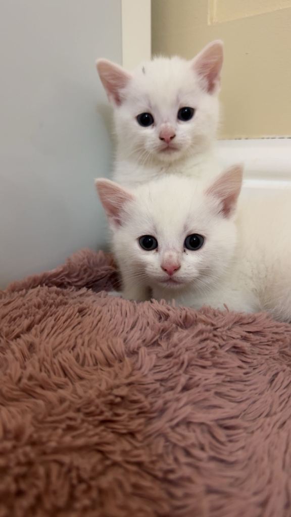 Gorgeous white kitten available now!