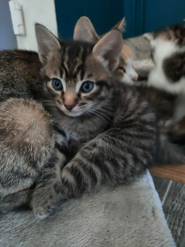 Kittens 