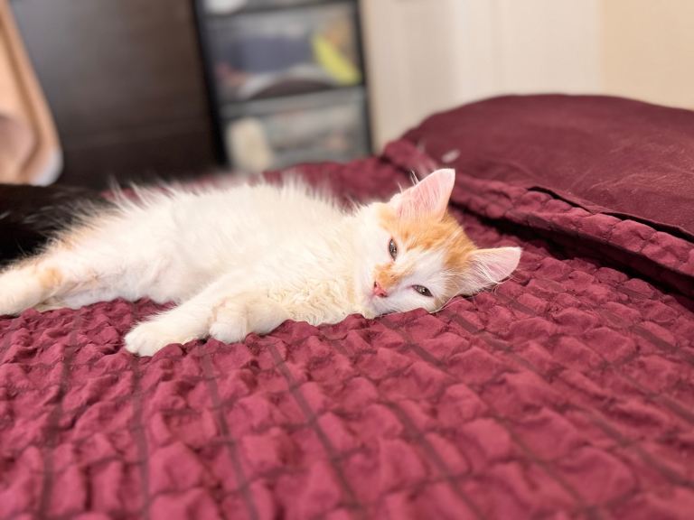 Kitten 16 weeks old