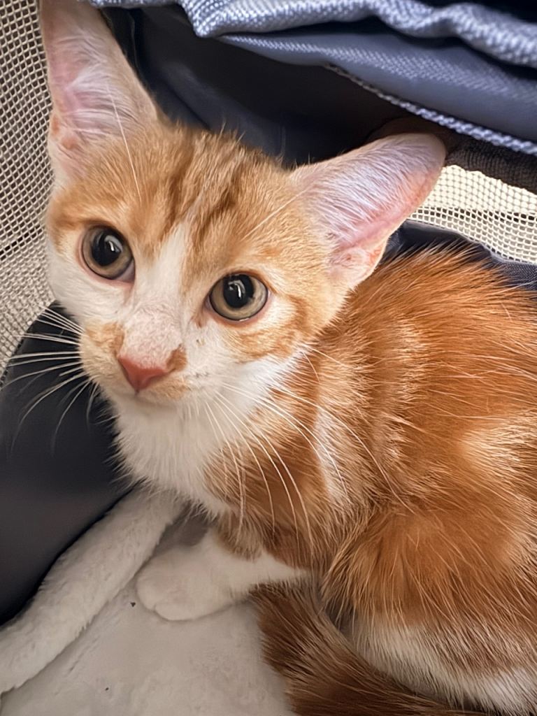 Kitten looking for a home